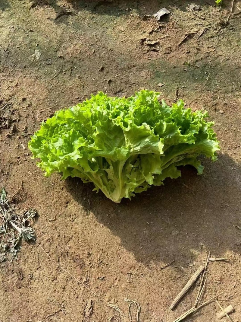 生菜基地优质货源货量充足，价格优惠，电联采购