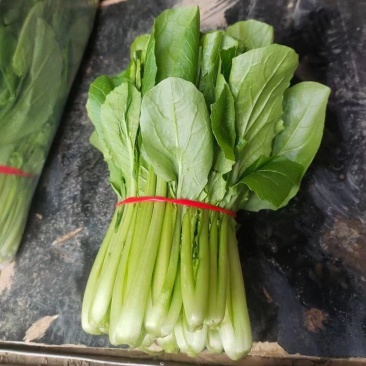 小白菜奶白菜基地优质货源货量充足价格优惠，电联采购