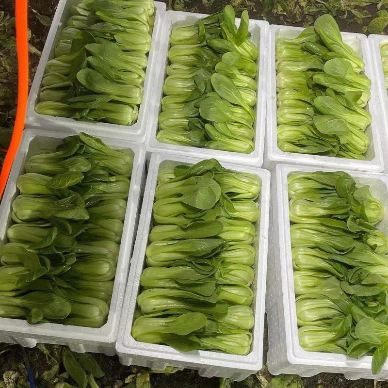 小青菜，小油菜，上海青，颜色亮，货量充足，价格优惠，电联