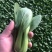 小青菜，小油菜，上海青，颜色亮，货量充足，价格优惠，电联