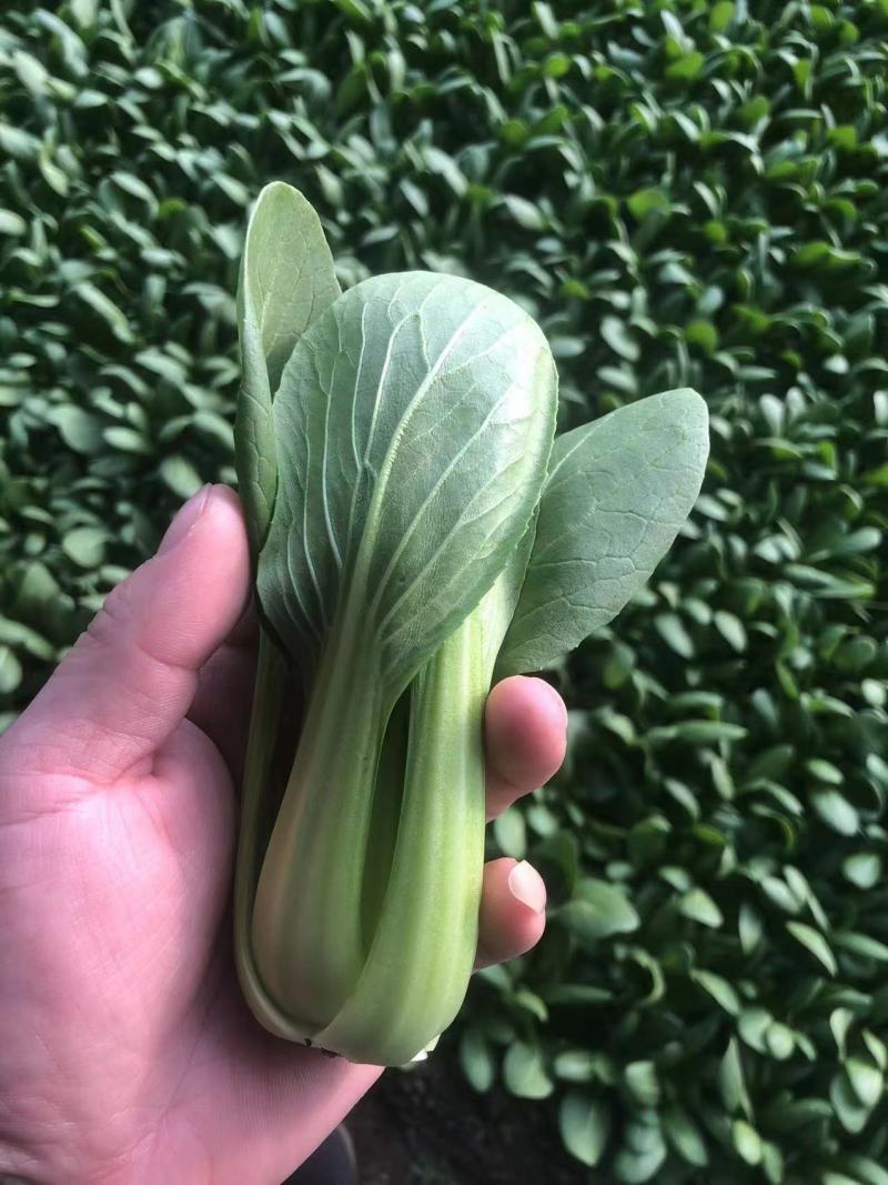 小青菜，小油菜，上海青，颜色亮，货量充足，价格优惠，电联