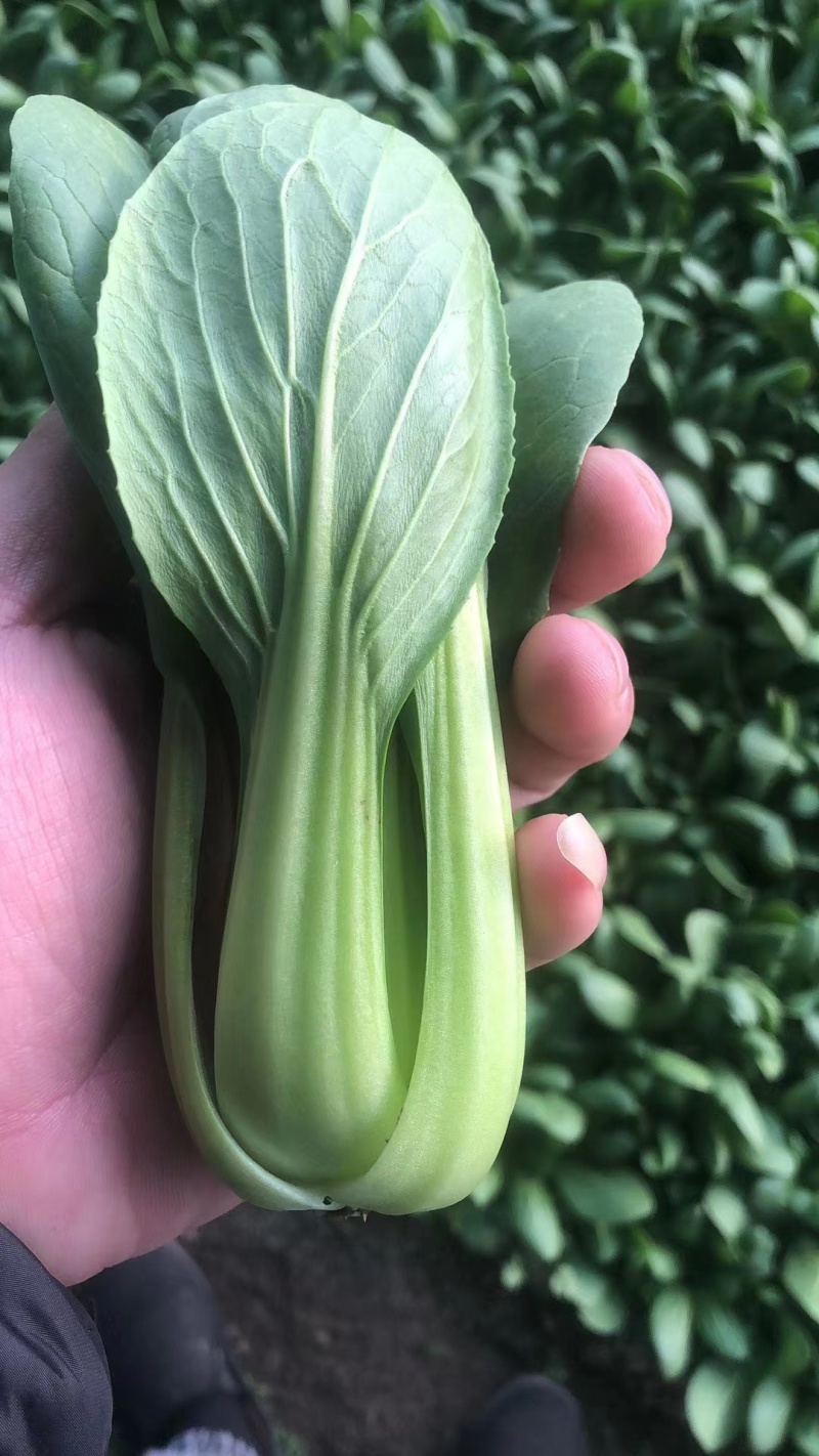 小青菜，小油菜，上海青，颜色亮，货量充足，价格优惠，电联