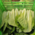 安徽太和毛白菜小白菜奶白菜品质保证全国发货