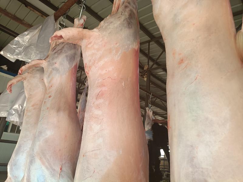宁夏银川精品羊肉全国可发货量大从优可长期合作