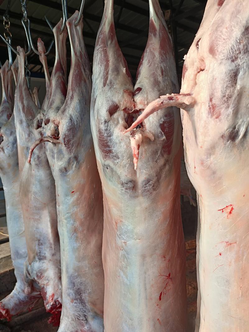 宁夏银川精品羊肉全国可发货量大从优可长期合作