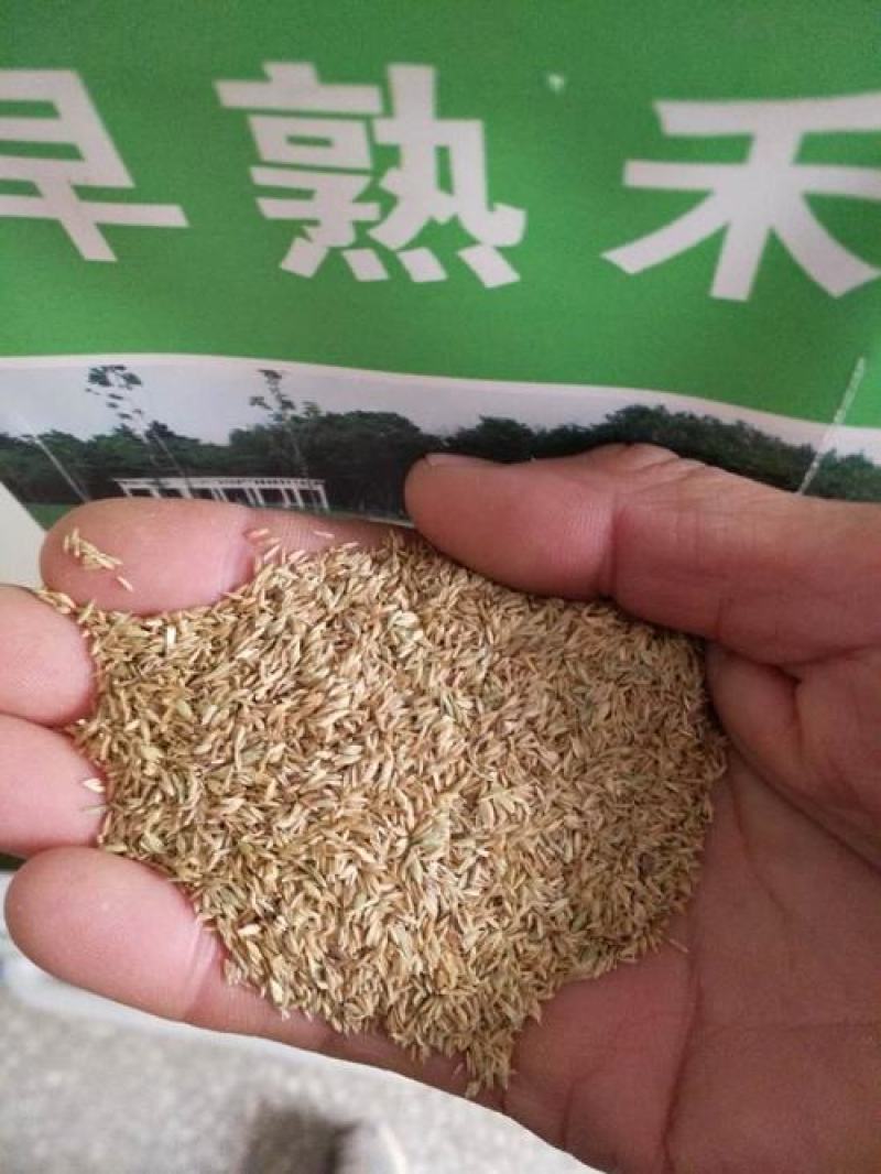 批发早熟禾种子冷季型草坪草籽园林护坡绿化耐践踏