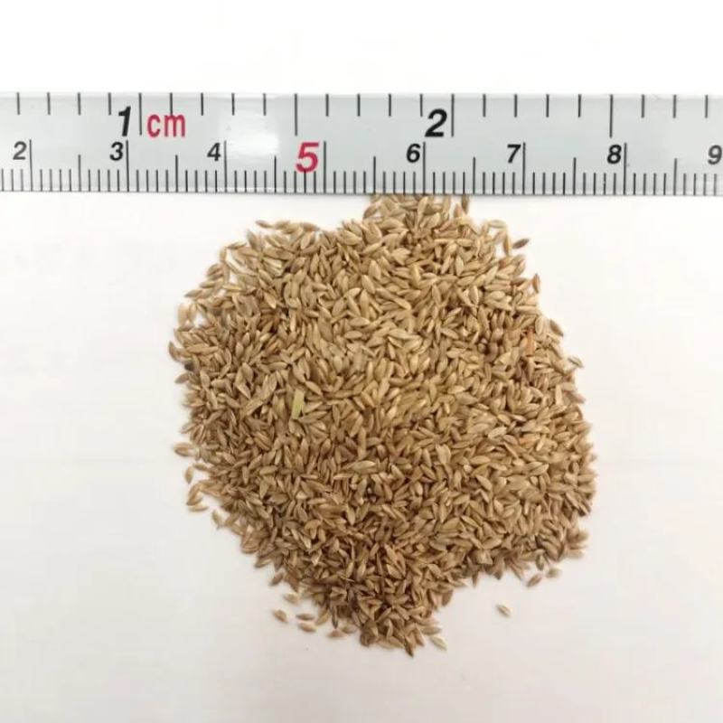 批发早熟禾种子冷季型草坪草籽园林护坡绿化耐践踏