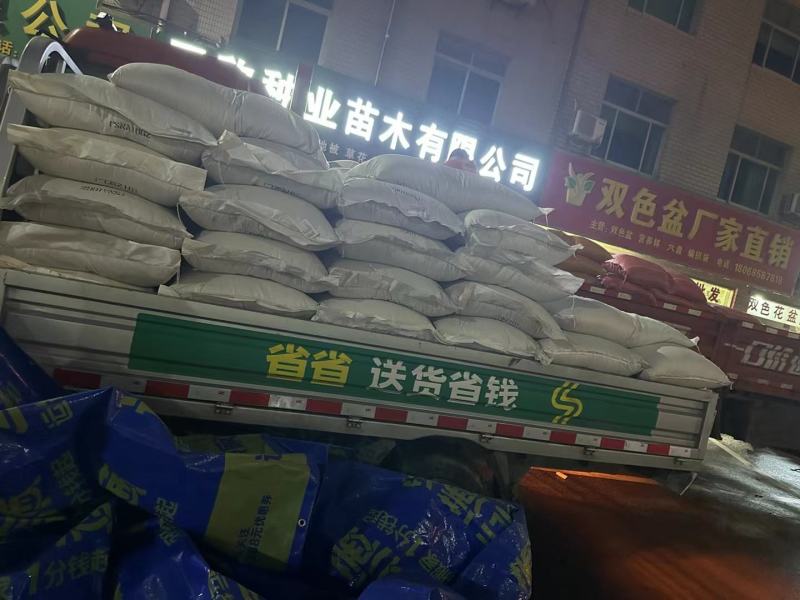 批发早熟禾种子冷季型草坪草籽园林护坡绿化耐践踏