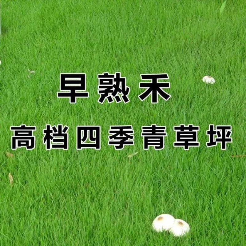 批发早熟禾种子冷季型草坪草籽园林护坡绿化耐践踏