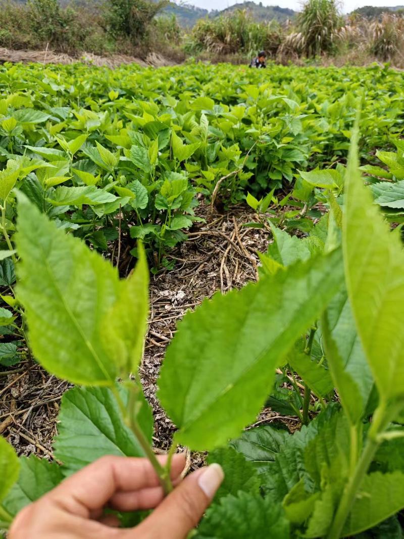 广东桑叶神仙草长寿草最嫩桑叶脆叶欢迎咨询