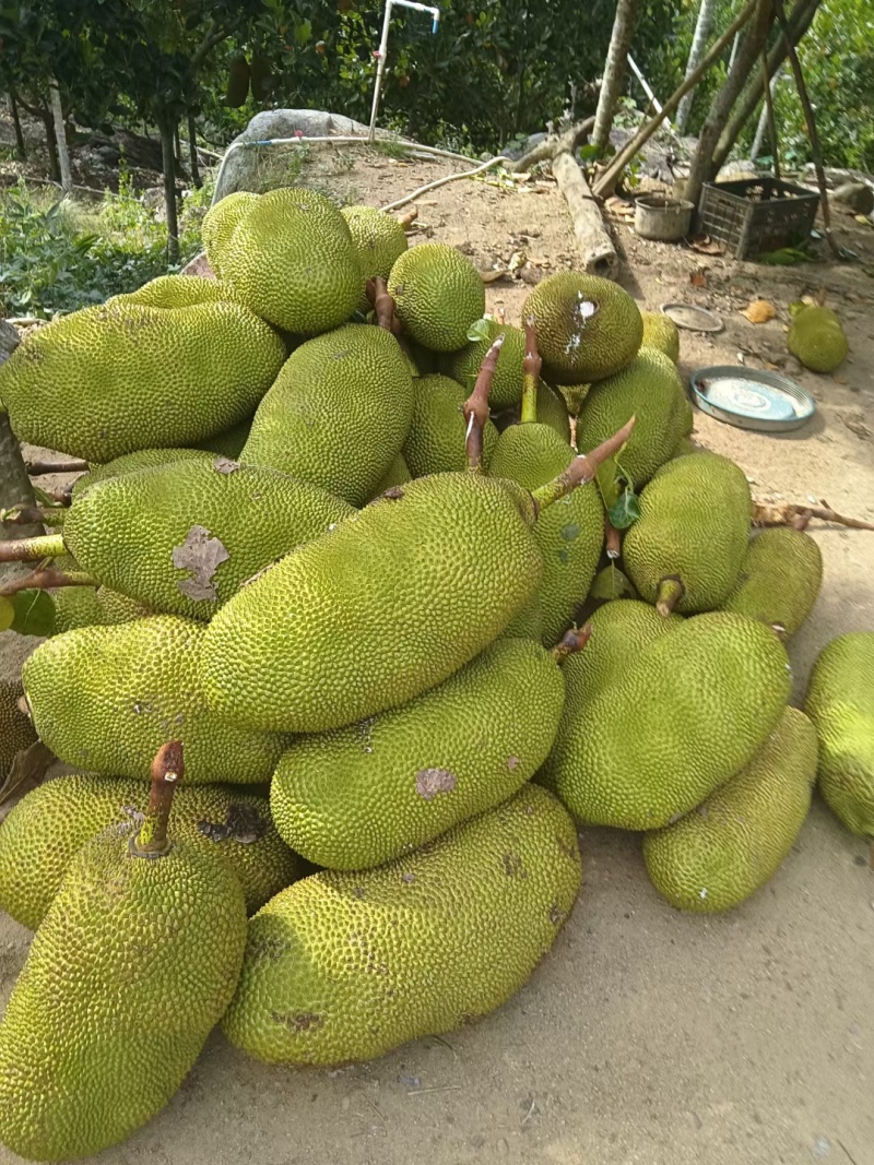 现摘发货海南菠萝蜜黄肉干苞当应季新鲜水果包邮木菠萝