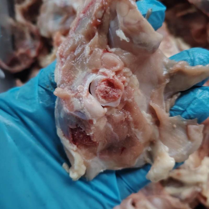 鸡架块2米一斤工地食堂肉多免清理鸡架块