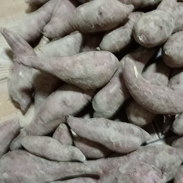 西瓜红红薯2两到8两，有20万斤，七毛一斤