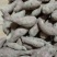 西瓜红红薯2两到8两，有20万斤，七毛一斤