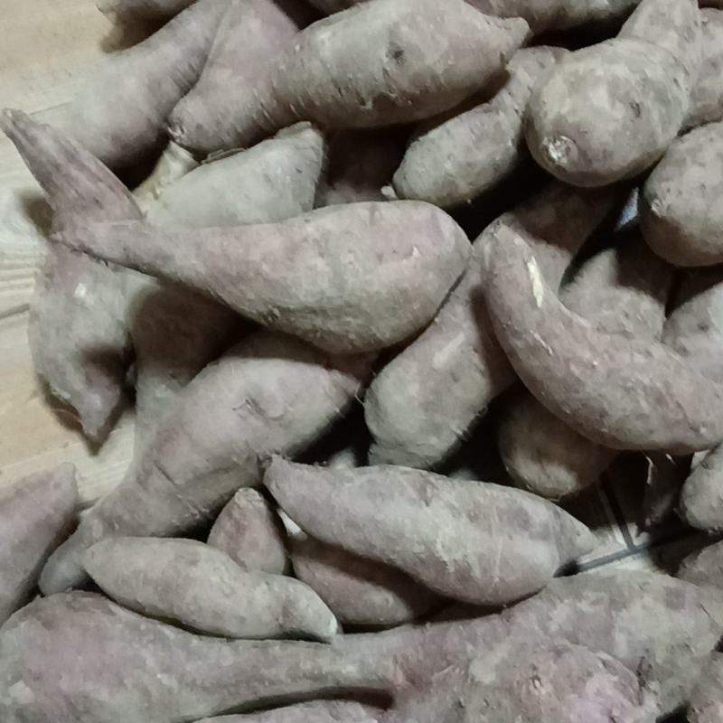 西瓜红红薯2两到8两，有20万斤，七毛一斤