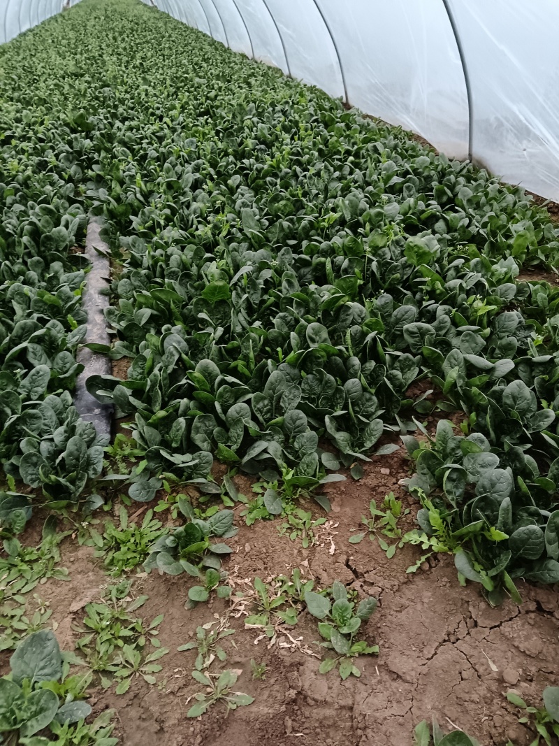 华卅区圆叶露地菠菜大量上市无虫眼欢迎各地客户前来看货订购
