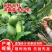 海南香水柠檬新鲜无籽青柠檬薄皮奶茶店专用应季水果整箱批发