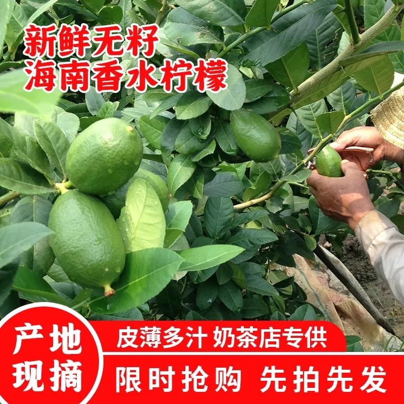 海南香水柠檬新鲜无籽青柠檬薄皮奶茶店专用应季水果整箱批发