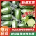 海南香水柠檬新鲜无籽青柠檬薄皮奶茶店专用应季水果整箱批发
