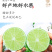 海南香水柠檬新鲜无籽青柠檬薄皮奶茶店专用应季水果整箱批发