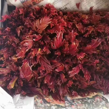 大竹香椿，香椿原产地，头茬香椿，代收咸菜货
