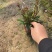 千鸟花#山桃草#山桃草杯苗#袋苗#青州草花