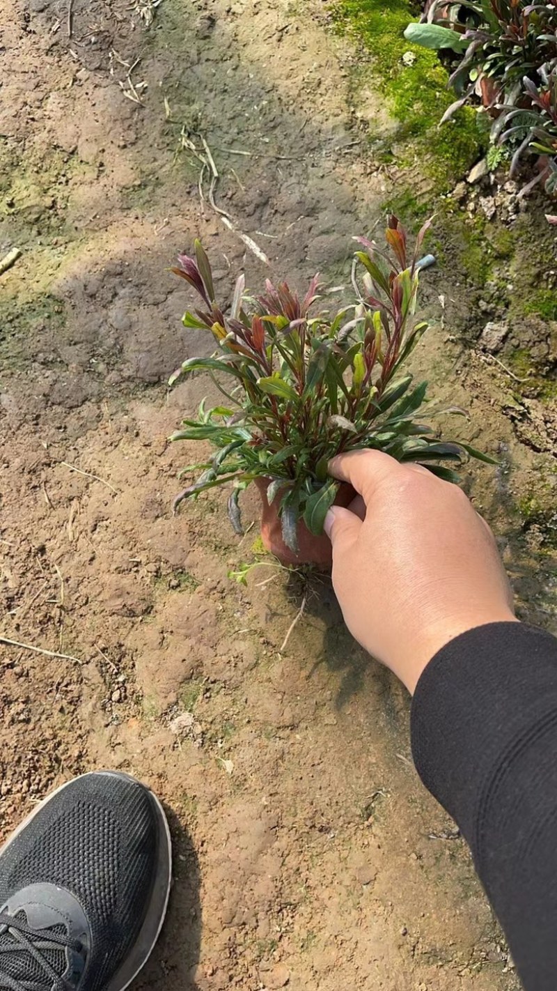 千鸟花#山桃草#山桃草杯苗#袋苗#青州草花