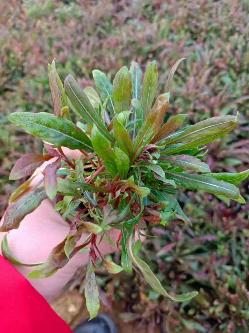千鸟花#山桃草#山桃草杯苗#袋苗#青州草花
