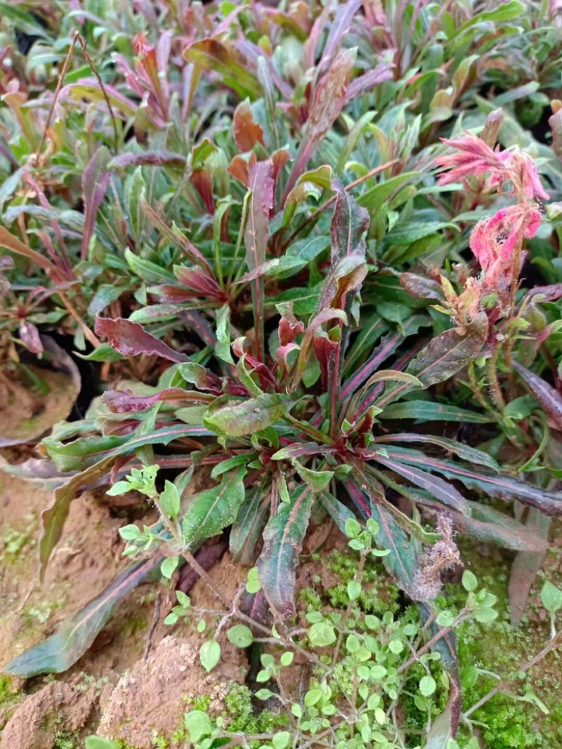 千鸟花#山桃草#山桃草杯苗#袋苗#青州草花
