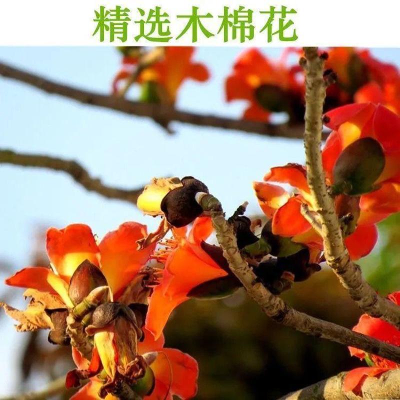 云南干木棉花攀枝花大量供应自然晾晒大量供应原生态