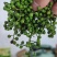 保鲜青花椒350克一袋鲜花椒重庆九叶青花椒