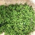 保鲜青花椒350克一袋鲜花椒重庆九叶青花椒