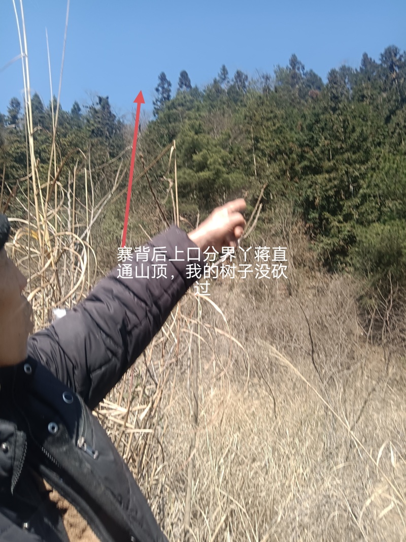 一林杉木出售