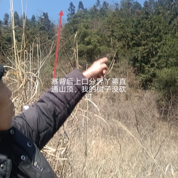 一林杉木出售