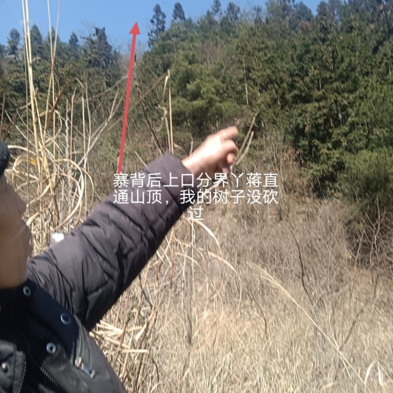 一林杉木出售