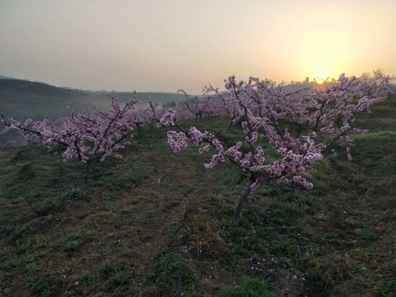 荒山丘陵果园出租出售