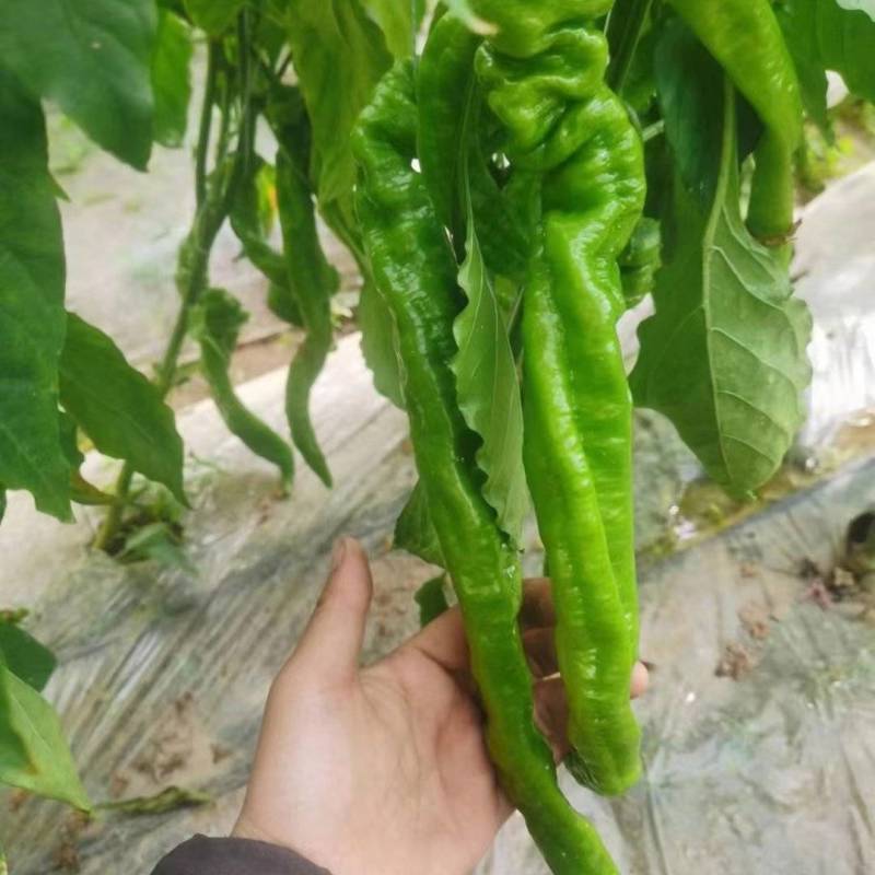 陇椒
