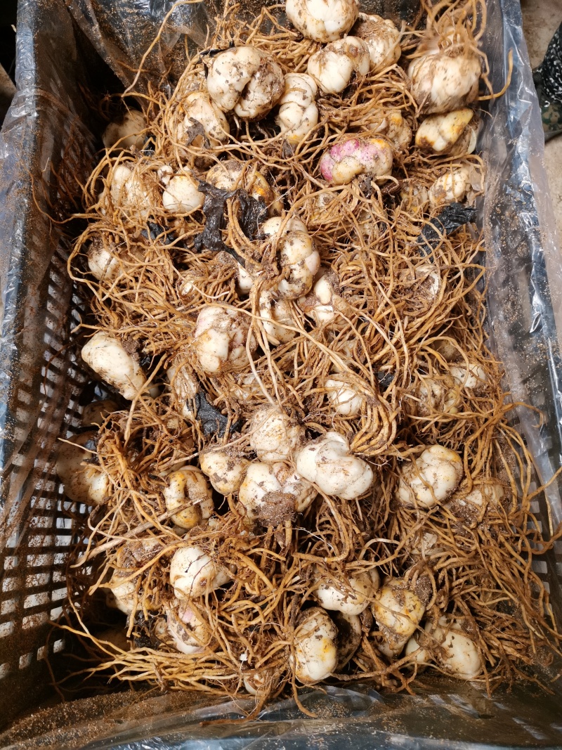 食用百合百合种球绿化苗木花海宿根花卉多年生颜色多规格多