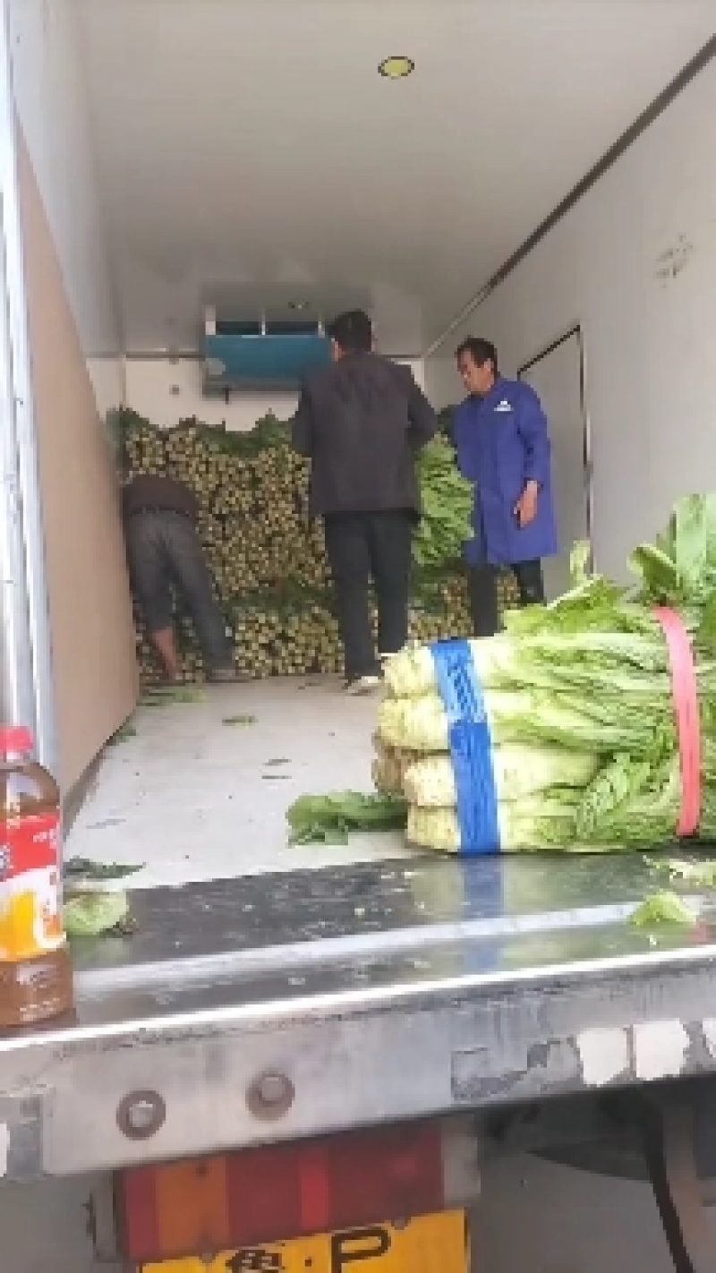 河南圆叶莴笋，现货供应保质保量，新鲜翠绿无空心全国代发