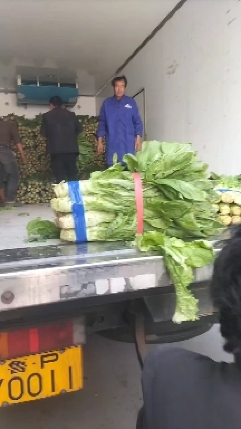 河南圆叶，尖叶莴笋产地直发，大量上市全国供应