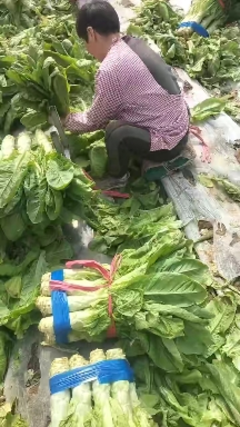 河南圆叶，尖叶莴笋产地直发，大量上市全国供应
