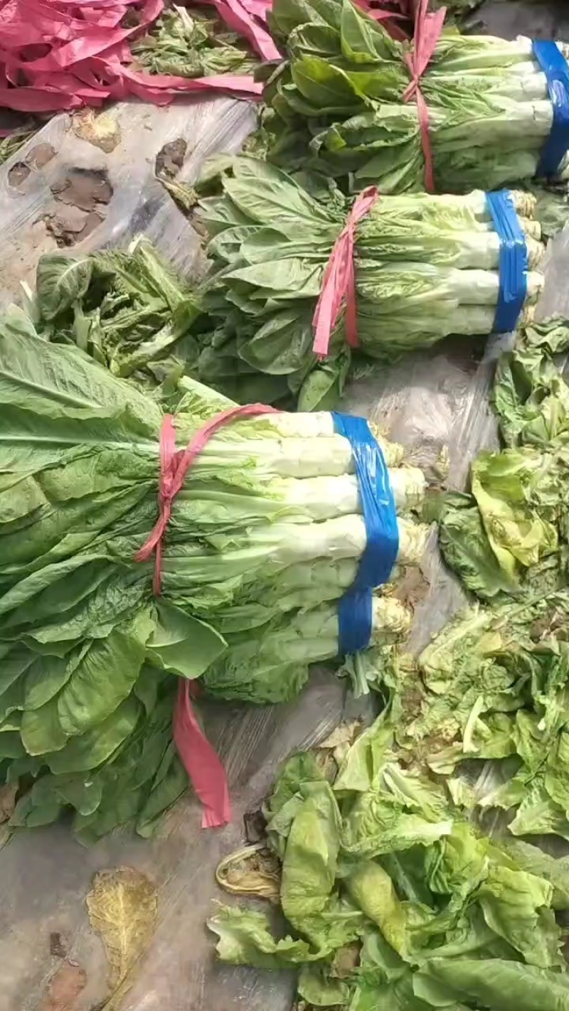 河南圆叶，尖叶莴笋产地直发，大量上市全国供应