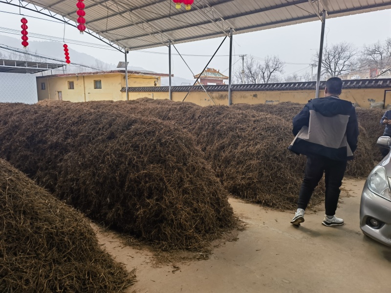 柴胡大量有货量大优惠异地直供2年