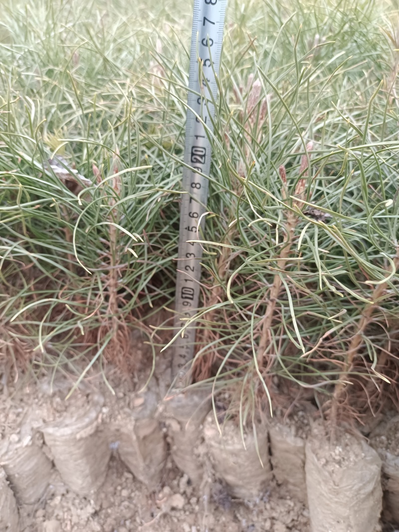 甘肃油松容器袋小苗产地直发量大价优原产地保湿保鲜欢迎致电