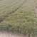 甘肃油松容器袋小苗产地直发量大价优原产地保湿保鲜欢迎致电