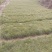 甘肃油松容器袋小苗产地直发量大价优原产地保湿保鲜欢迎致电