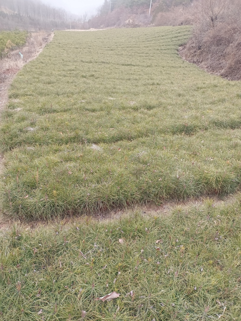 甘肃油松容器袋小苗产地直发量大价优原产地保湿保鲜欢迎致电