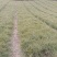 甘肃油松容器袋小苗产地直发量大价优原产地保湿保鲜欢迎致电