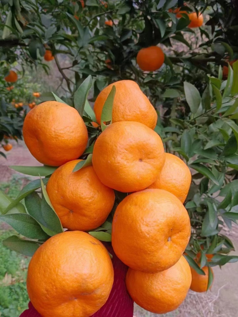 碰柑大量有货对接所有渠道