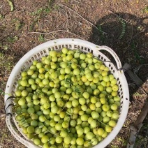 陆丰油甘